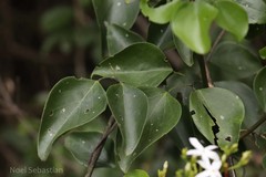 Jasminum flexile var. ovatum